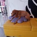 리리 펫살롱 이미지