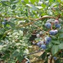 주원(2)농장 이미지