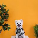 펫프닝 타운 이미지