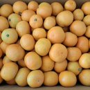 대진농장 이미지