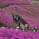 군포 철쭉 축제 봄꽃 여행하다. 이미지