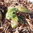 선녀농장 이미지