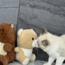 광주 강아지분양 고양이분양 어반펫 광주본점 이미지