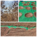 진토베기 이미지