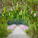 비봉내마을 이미지