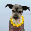 루틴펫살롱 이미지