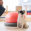 털로덮인친구들(동탄호수공원점) 이미지