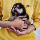 306 퍼피 이미지