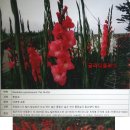 금강약초 Daum카페