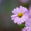 지에스25 부평충선로 이미지