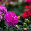 마음의 고향 이미지