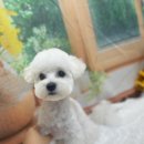 호이펫샵 이미지