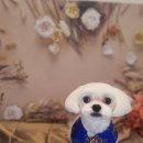 꽃보다 Dog 이미지