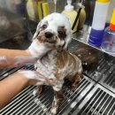 애견미용실 바비펫 이미지