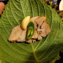 봄 당구장 이미지