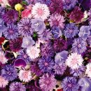 신석초등학교 이미지