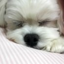 젠뜨