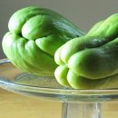 Chayote 차요테 이미지