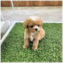 아이러브강아지 이미지