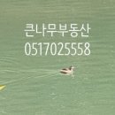 롯데큰나무공인중개사사무소 이미지