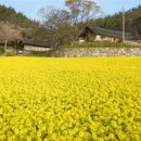 상만리 비자나무 이미지