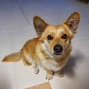 푸르댕 | 24시무인 오창애견셀프목욕 푸르댕본점 웰시코기 목욕 후기!