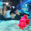 가평 이색 데이트 코스, 아쿠아가든카페 가평점 방문 후기! 아이와 함께 즐기는 특별한 시간