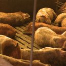 양돈농장 이미지