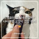 신호 묘 | 고양이 중년묘 노령묘 초고령묘 기준, 나이대별 건강 관리 유의사항