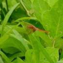 고추잠자리 이미지