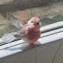 고양이이야기 이미지