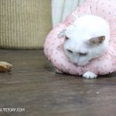 이개내고양이 이미지