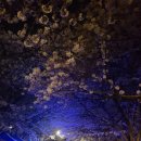 삼락 밤 벚꽃길... 이미지