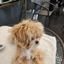 도그마루 강아지고양이 안양점 이미지