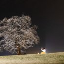 함안 말이산고분군 이미지