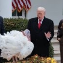 백악관 추수감사절 행사 '행운의 칠면조에 대한 대통령 사면' 이미지