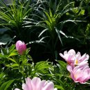 꽃보다 강쥐 이미지