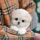 마산애견 | 마산애견샵 말티푸 가족을 맞이한 따뜻한 후기