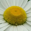 서양화(저녁) 이미지