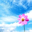 코스모스 이미지