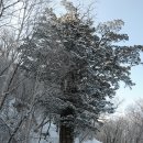 오기산악회 수요산행 - 태백산 이미지