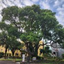 나무이야기 이미지