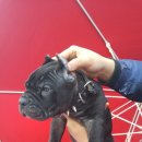 럭키켄넬 이미지