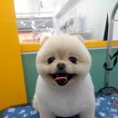 거창하개 이미지