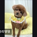 러블리 댕댕 이미지