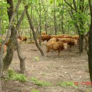 점고개농장 | 낙동정맥 9구간