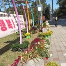 부안국화축제(매창공원).갤럭시와이드5. 이미지