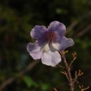 오동나무 이미지