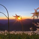 하늘플라워 이미지