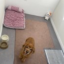 멍그니엘 애견호텔 경기광주점 이미지